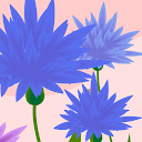 Centaurea_cyanus